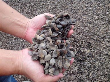 Palm Kernel Shell